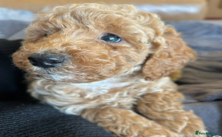 Miniature Poodle dogs - Advert 14