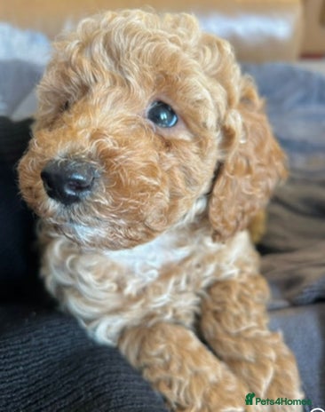 Miniature Poodle dogs - Advert 4