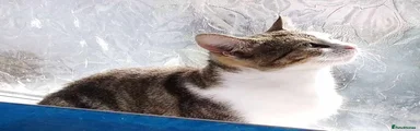 Mixed Breed Kitten 4