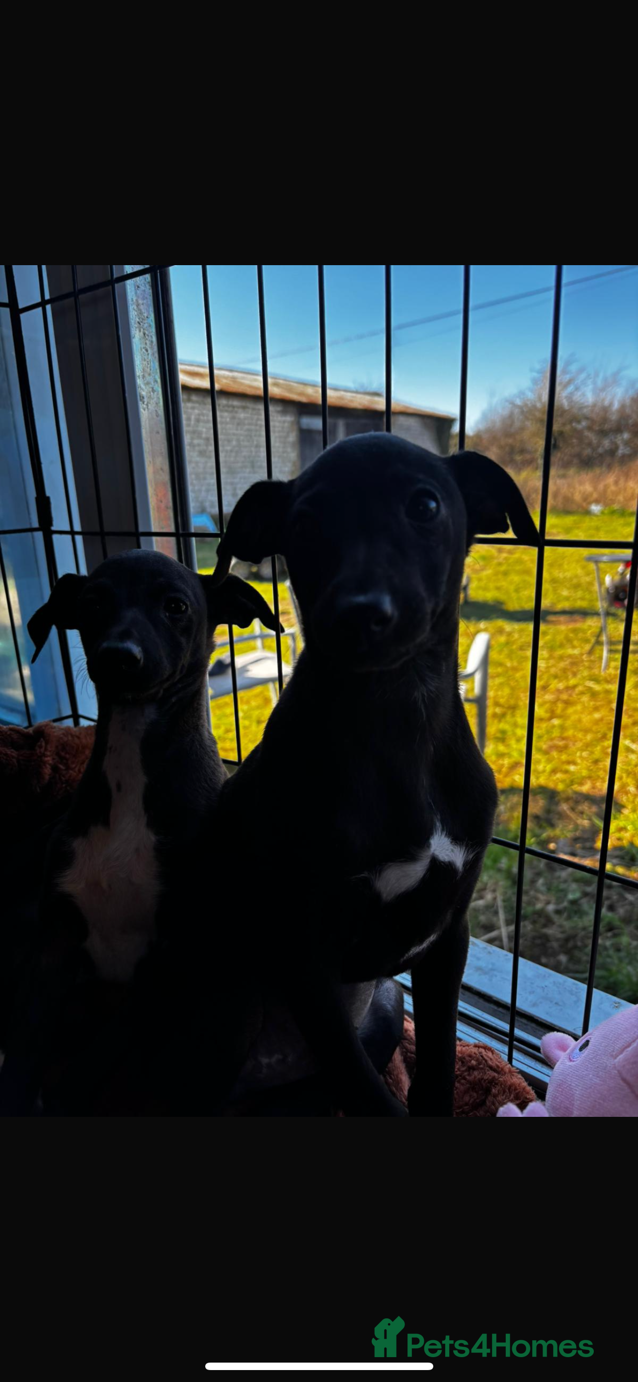 Italian Greyhound dogs 💙Three Stunning Boys💙 - Advert 1