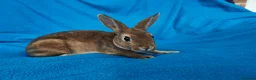 Rex rabbits for sale: Mini rex rabbits - Advert 12