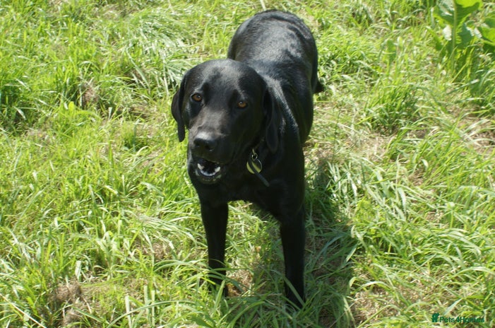 Labrador Retriever dogs - Advert 1