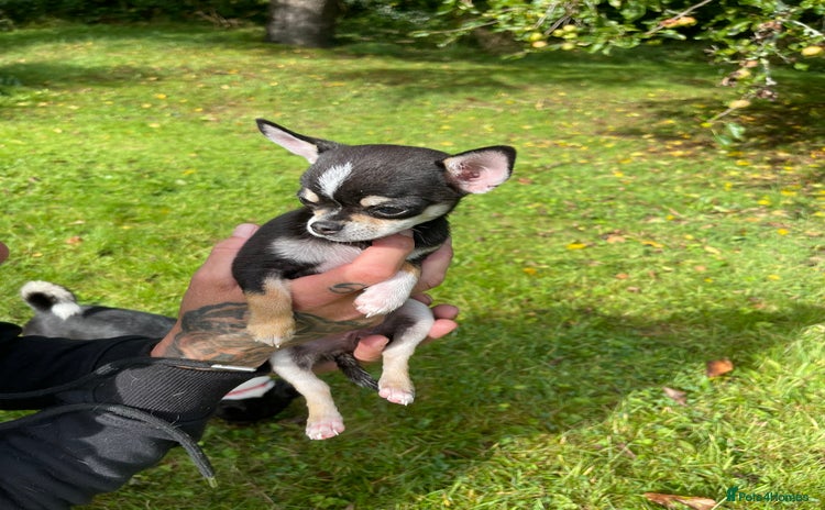 Chihuahua dogs - Advert 7