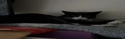Domestic Shorthair cats for sale: Taxido boy in search of a loving home  - Advert 4