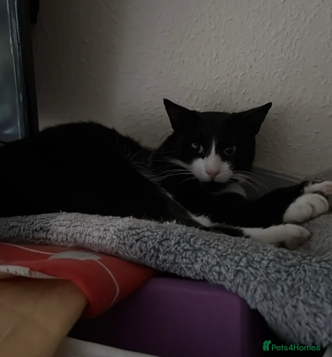 Domestic Shorthair cats for sale: Taxido boy in search of a loving home  - Advert 4