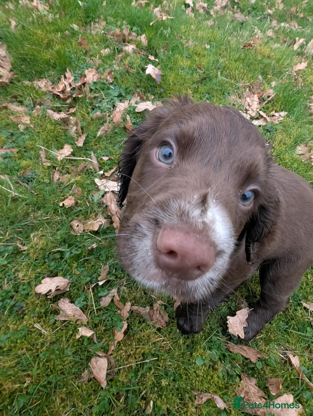 Cocker Spaniel dogs for sale: Cocker spaniel puppy boy in Builth Wells - Advert 2