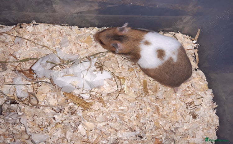 Hamster rodents - Advert 4