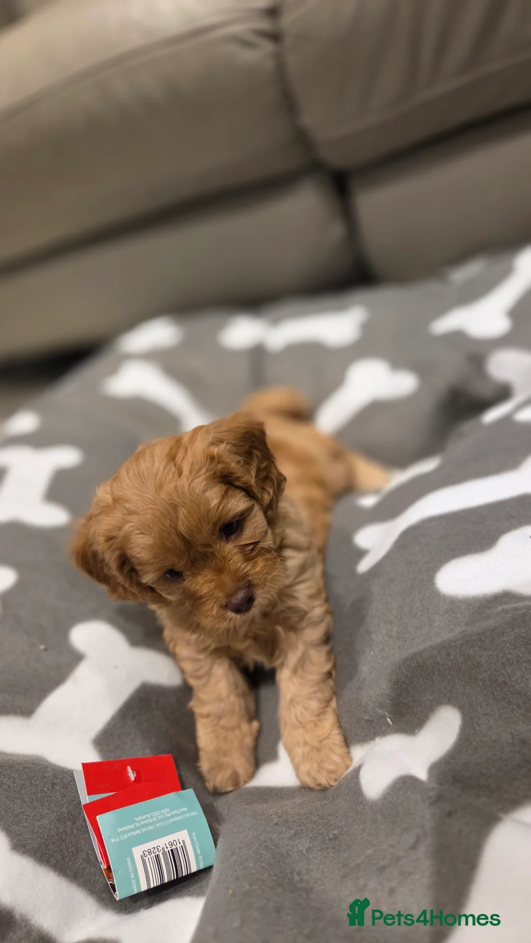 Cavapoo dogs for sale: Beautiful Cavapoo Puppies – Ready from 7th March - Advert 15