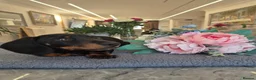 Miniature Dachshund dogs for sale: Miniature Dachshund.Fully vaccinated.Ready t leave - Advert 28