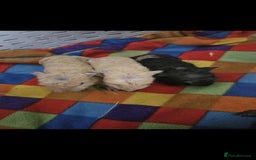 Guinea Pig rodents for sale: Mix of guinea pigs for sale  in Blackpool - Image 4