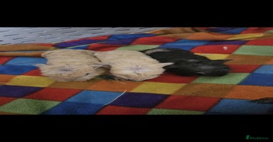 Guinea Pig rodents in Blackpool - Advert 4