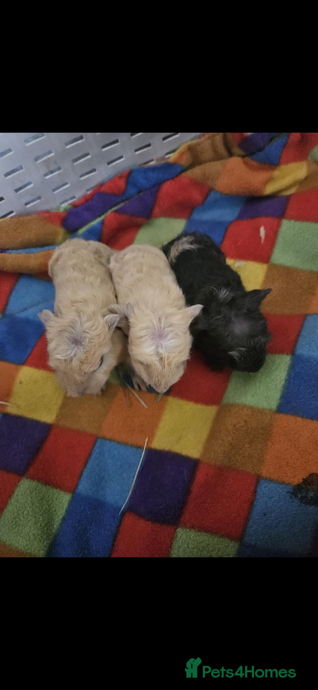 Guinea Pig rodents for sale: Mix of guinea pigs for sale  in Blackpool - Image 4