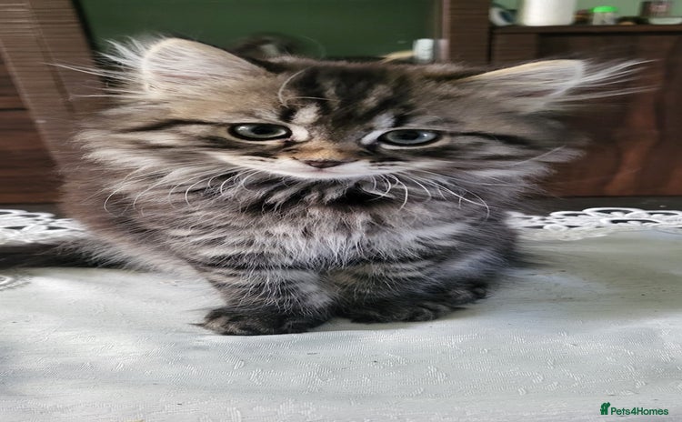 Siberian cats - Advert 1