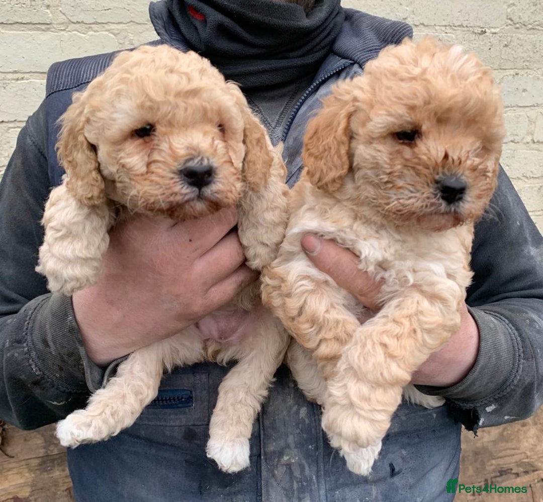 Toy Poodle dogs for stud: KC REGISTERED HEALTH TESTED TOY POODLE in Chester-le-Street - Advert 5