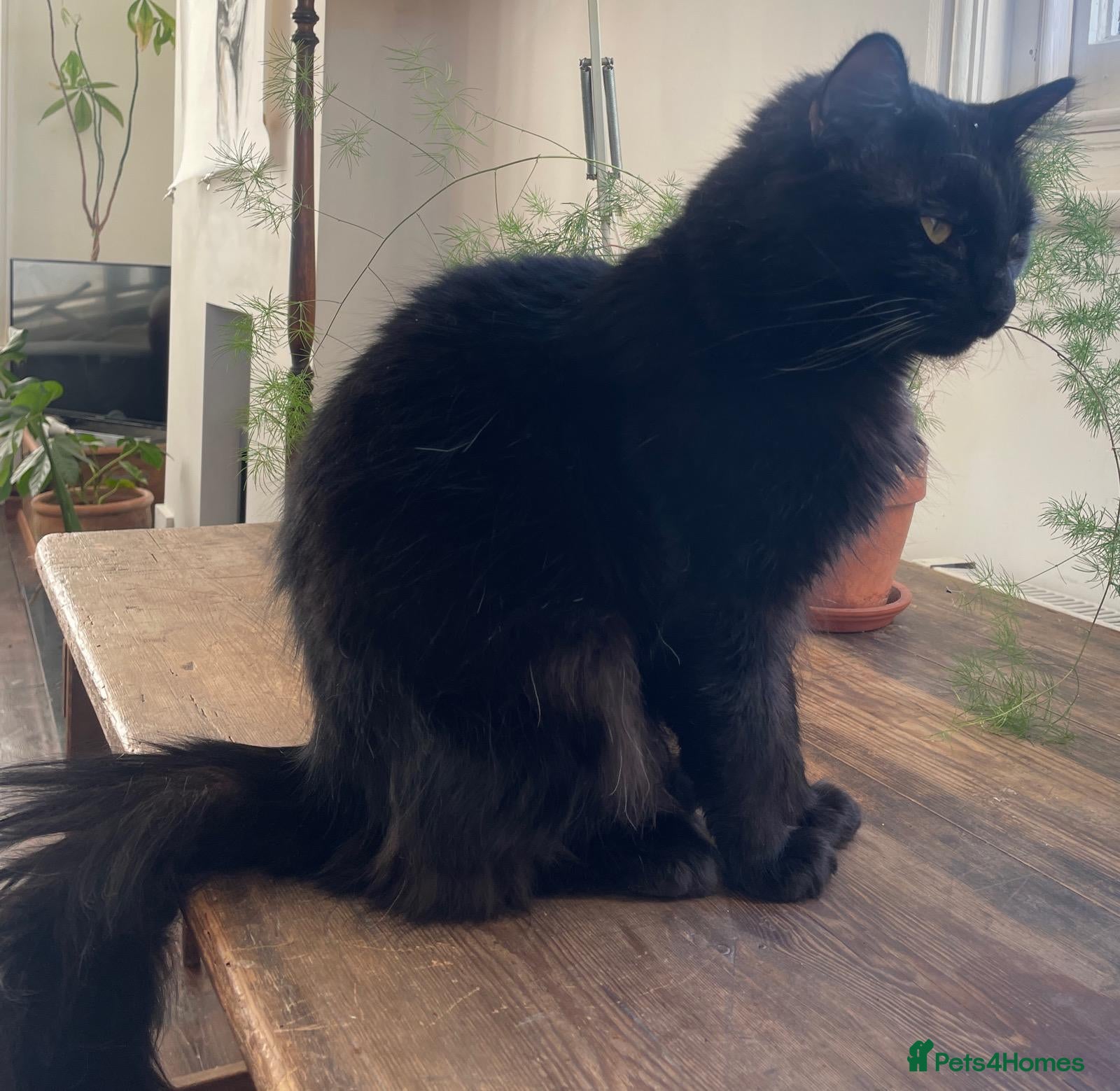 British Longhair cats Big Fluffy Tom Cat in Margate - Advert 1
