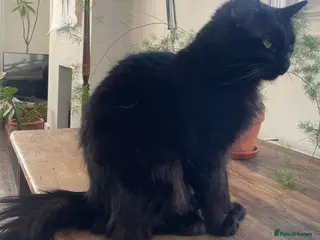 British Longhair cats Big Fluffy Tom Cat in Margate - Advert 1