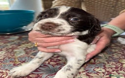English Springer Spaniel dogs for sale: KC Springer Spaniel puppies 3 x girls available  in Hereford - Image 11