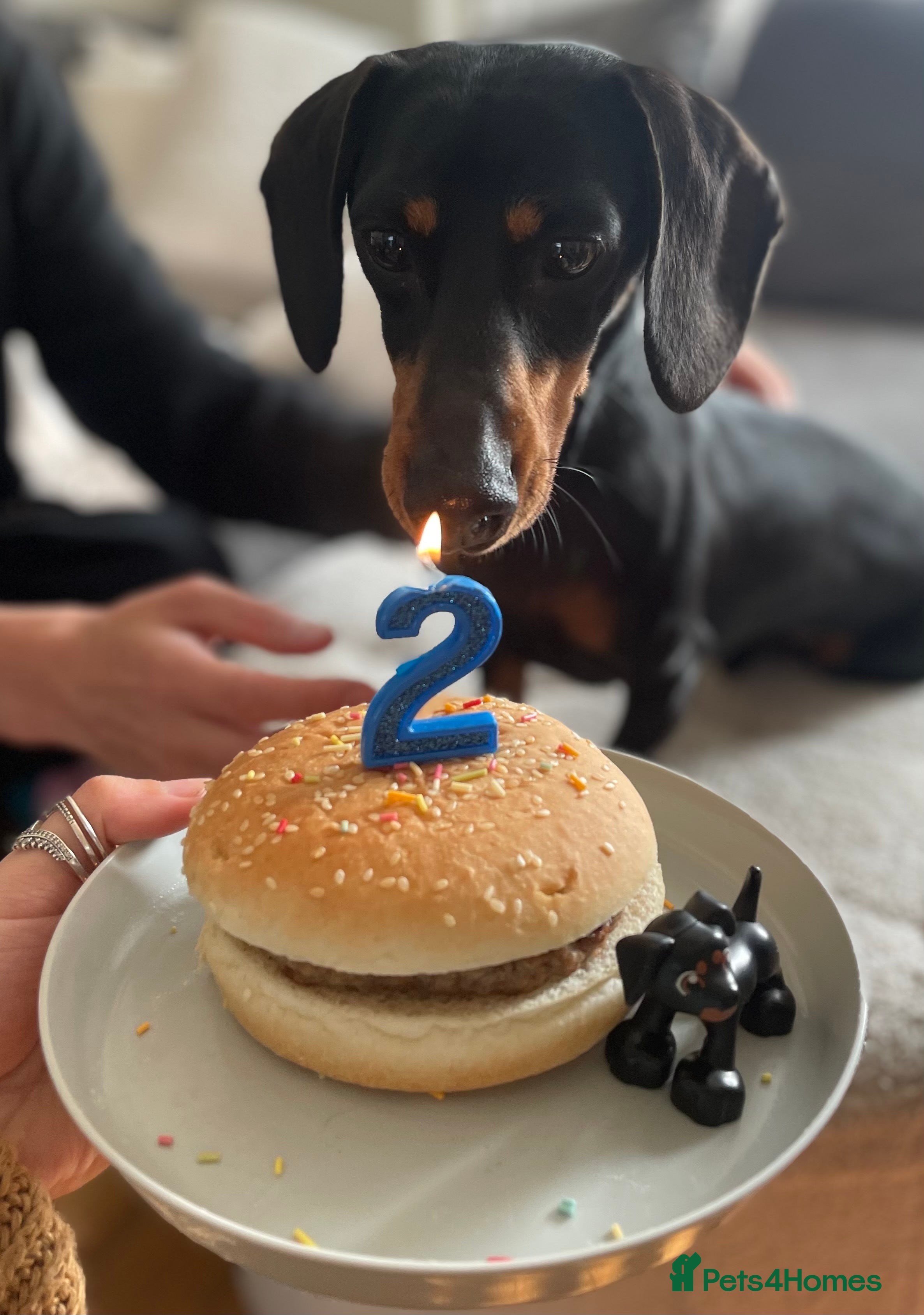 Miniature Dachshund dogs 3 Year Old Mini Dachshund Keith - Advert 1