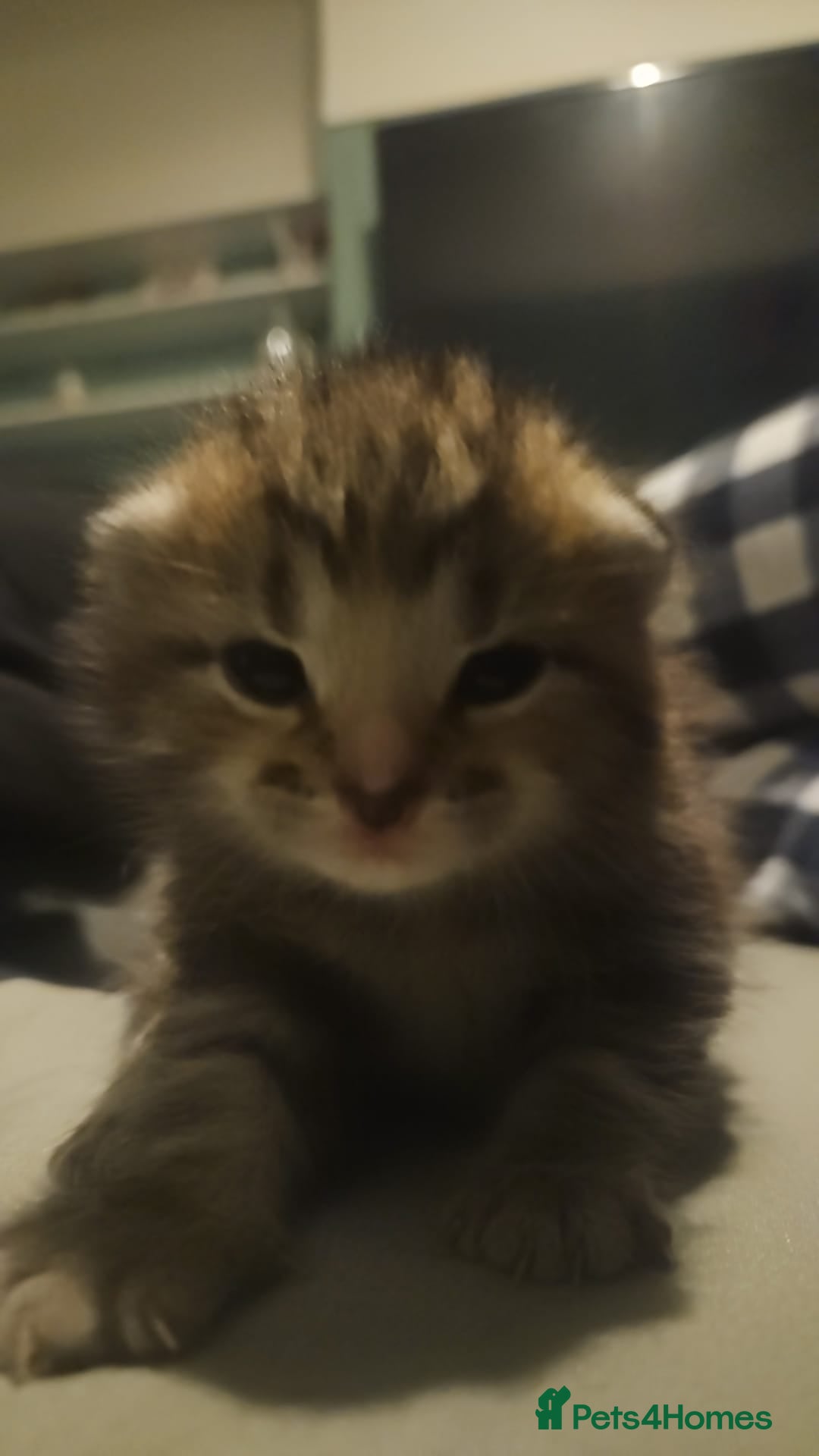 British Shorthair cats for sale: Litter of kittens - Advert 7