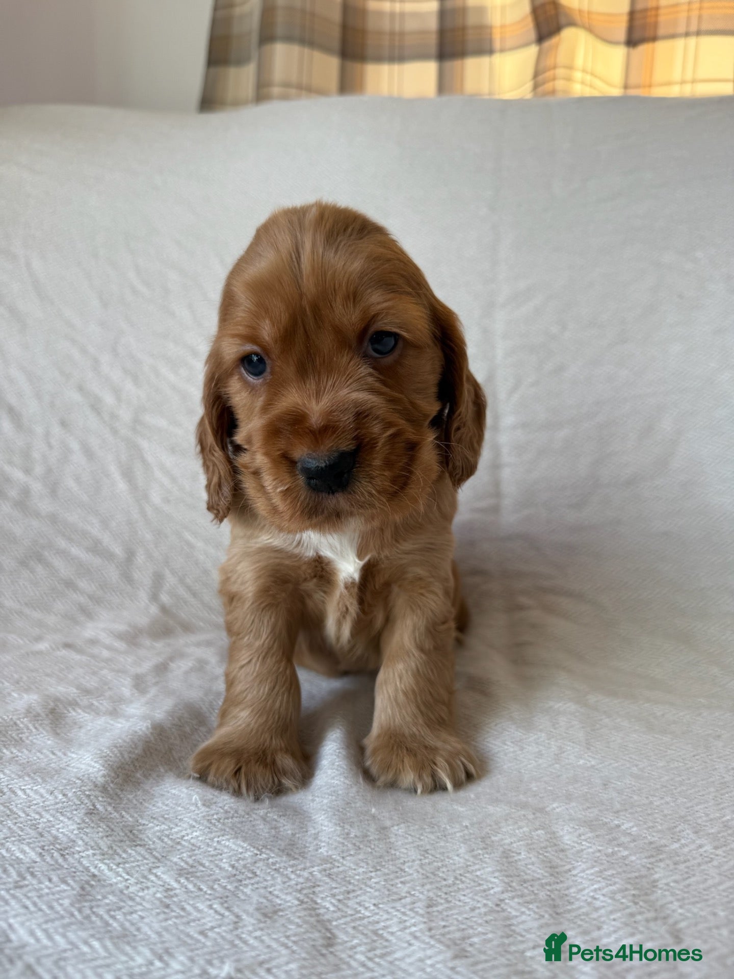 Mixed Breed dogs RARE MINIGOLDEN RETRIEVERS/DAKOTA SPORT RETRIEVERS - Advert 1