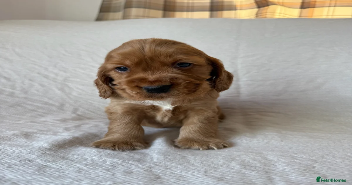 Mixed Breed Puppies for sale | Pets4Homes