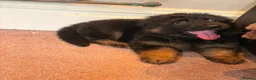 German Shepherd dogs for sale: LARGE KC BIG BONE PUPPIES READY TO GO - Advert 18