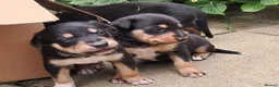 Mixed Breed dogs for sale: Gorgeous active kelpie x collie pups in Waterlooville - Advert 28