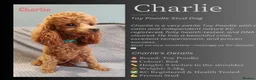 Toy Poodle dogs for sale: Royal Kennel Club Registered Toy Poodles  - Advert 10