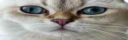 Scottish Fold cats for sale: Scottish fold in Bedford - Advert 2