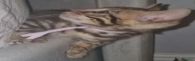 Pink collar female