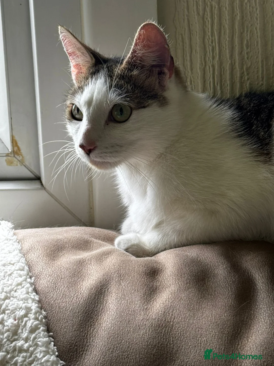 Mixed Breed cats for sale: In need of a loving home - Advert 2