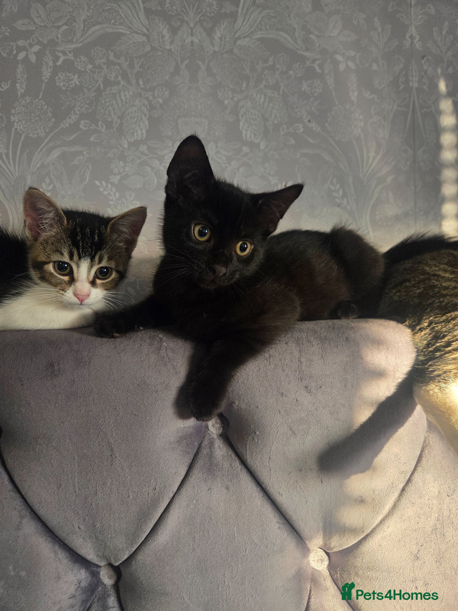 Mixed Breed cats Beautiful kittens for sale - Advert 7