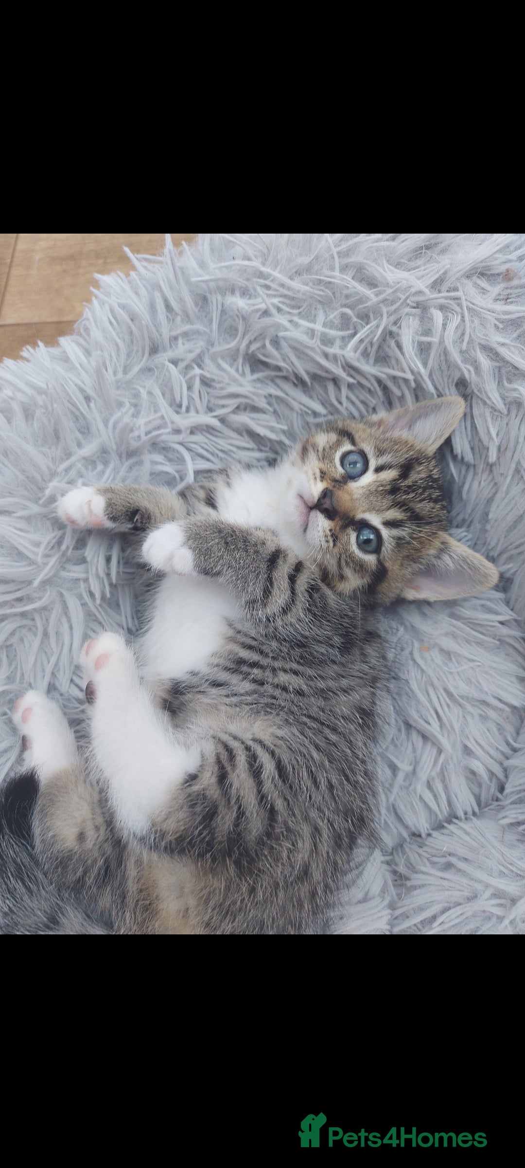 Mixed Breed cats for sale: Beautiful kittens 🥰 - Advert 20