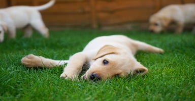 Labrador Retriever dogs - Advert 1