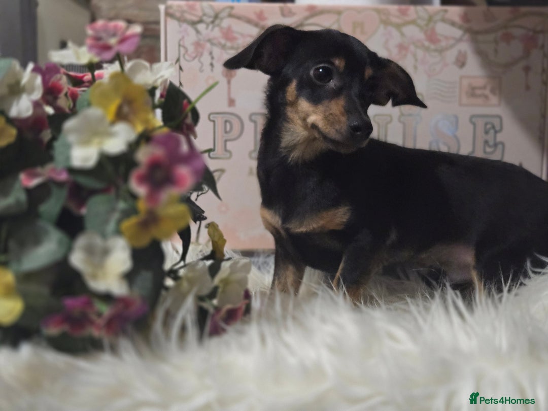 Mixed Breed dogs for sale: Pomweenies 💕💕 - Advert 10
