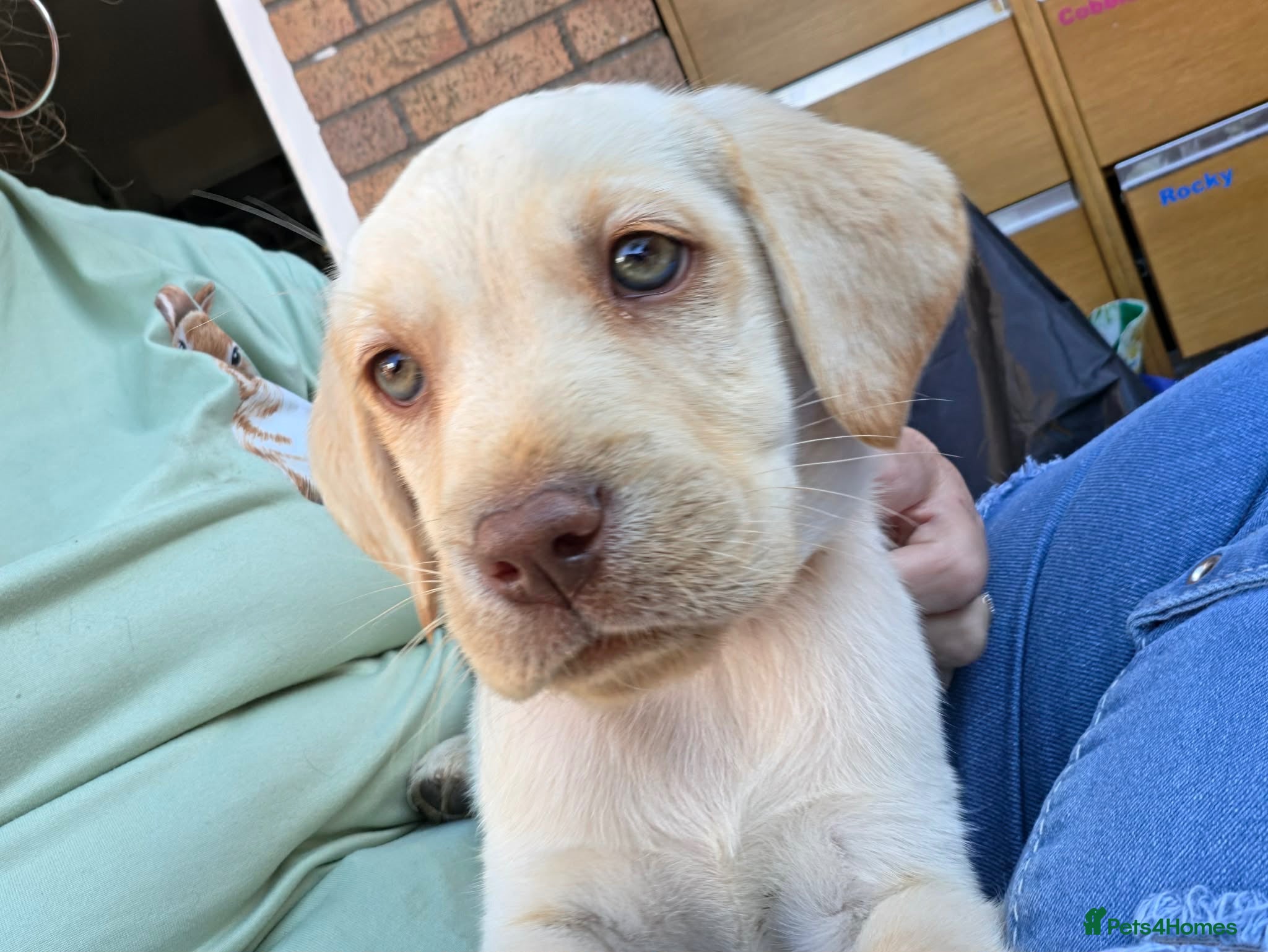 Labrador Retriever dogs 💙💚LAST 2 pedigree boys 💙💚 - Advert 7