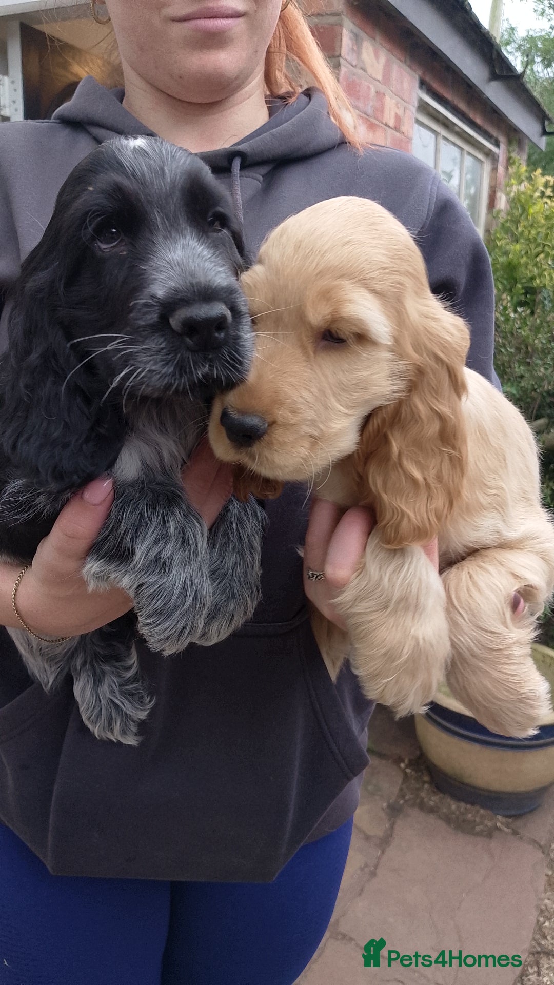 Cocker Spaniel dogs for sale: KC Registered Show type Cocker Spaniels  - Image 29