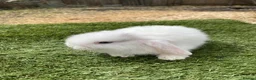 Continental Giant rabbits for sale: Purebred mini lops - Advert 7