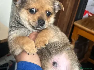 Pomchi dogs A boy - Advert 1