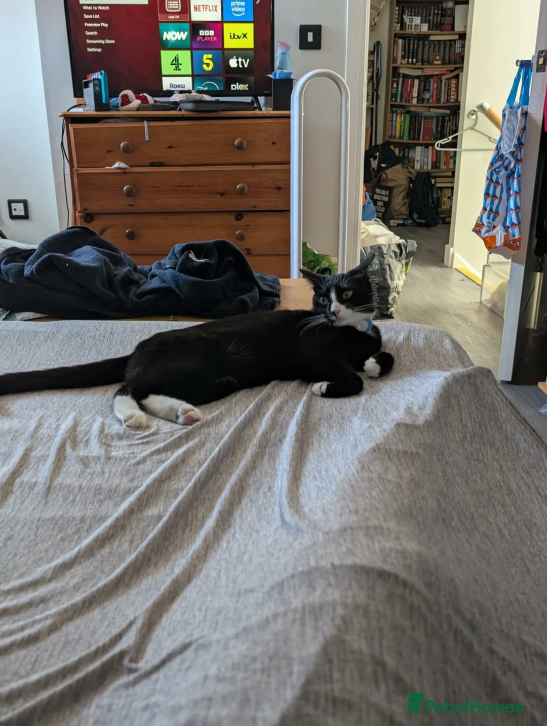 Mixed Breed cats for sale: Tuxedo Cat for Sale.  - Advert 3