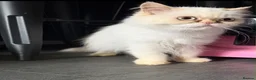 Persian cats for sale: 2 Persian Girls for the forever home - Advert 6