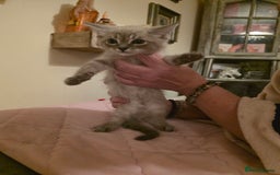 Norwegian Forest Cat cats for sale: Norwegian forest mixed tabby - Image 24