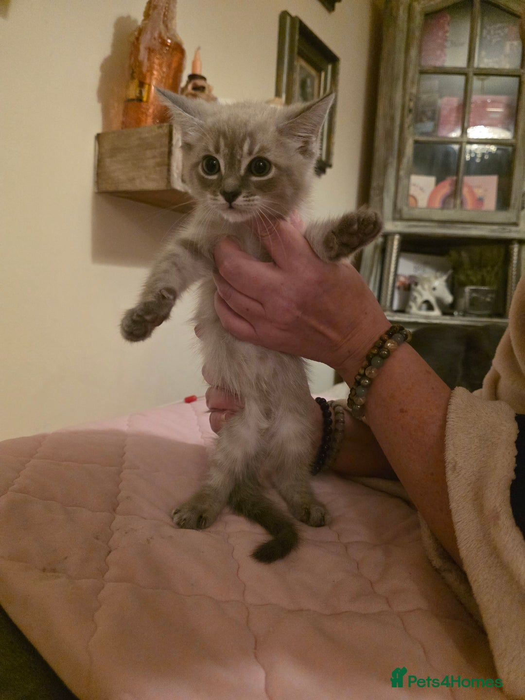 Norwegian Forest Cat cats for sale: Norwegian forest mixed tabby - Image 24
