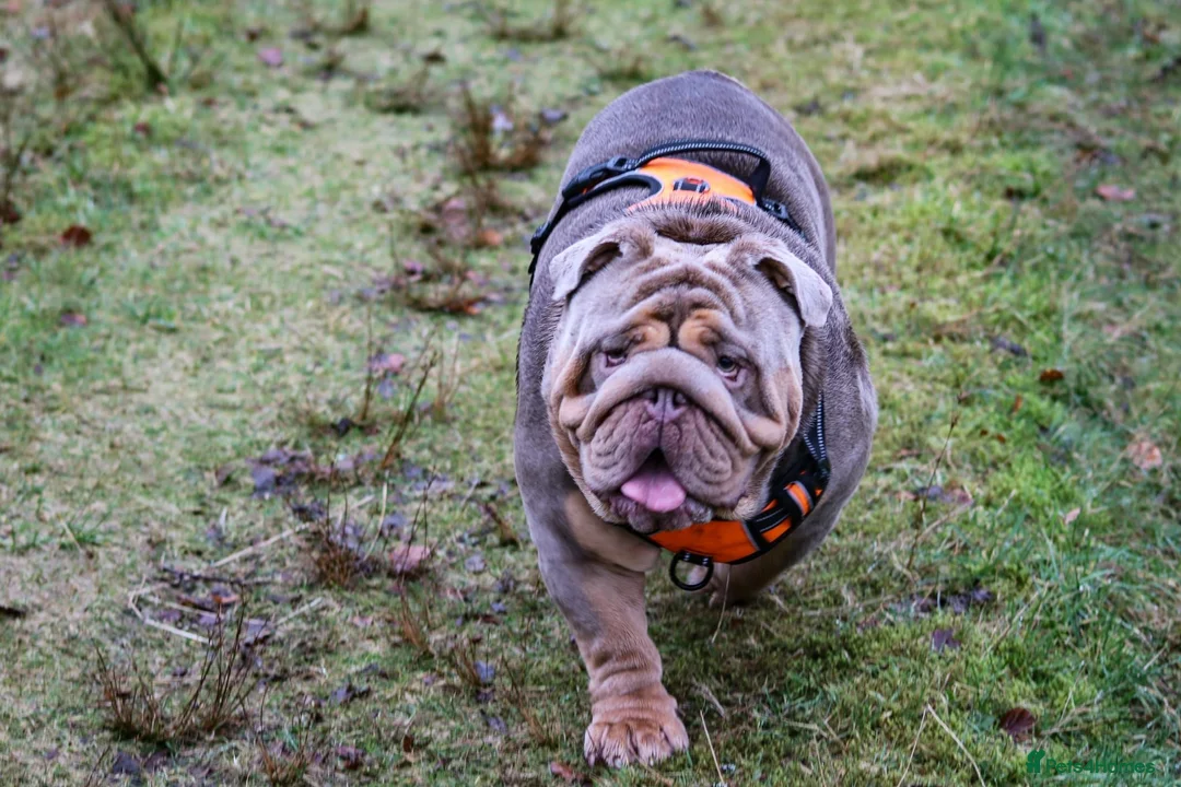English Bulldog dogs for stud: Now proven English Bulldog at stud - Advert 34