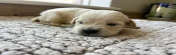 Golden Retriever dogs for sale: Health tested and KC-stunning golden retrievers  - Advert 40