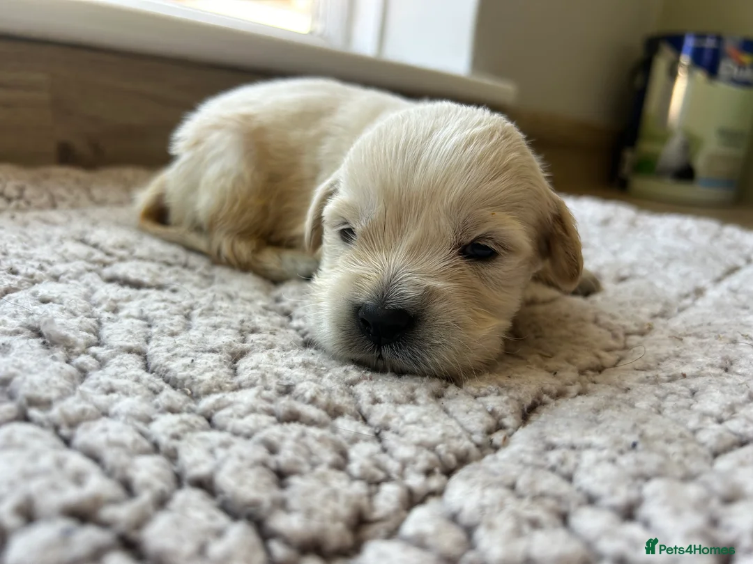 Golden Retriever dogs for sale: Health tested and KC-stunning golden retrievers  - Advert 40