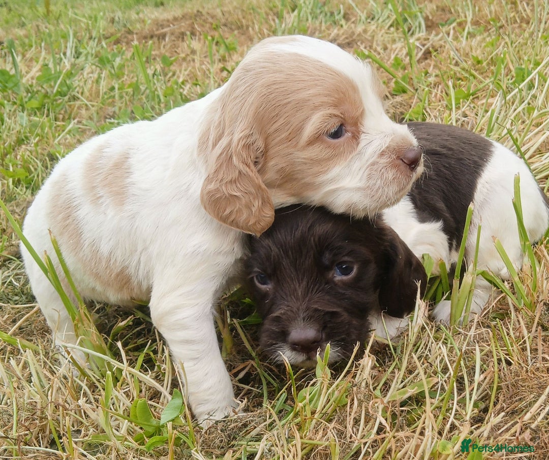 Sprocker dogs for sale: Beautiful f2 sprockers - Image 27