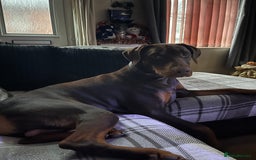 Dobermann dogs for stud: Chocolate Doberman for stud in Stoke-on-Trent - Image 4