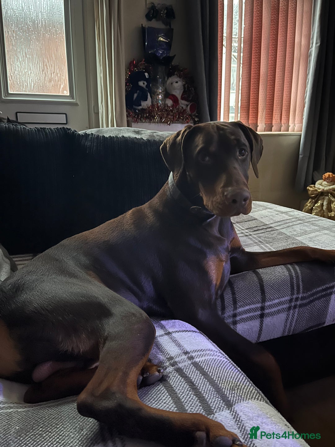 Dobermann dogs for stud: Chocolate Doberman for stud in Stoke-on-Trent - Image 4