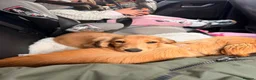 Miniature Dachshund dogs for sale: Countrygold White Russian  - Advert 7